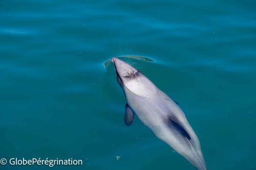 Nouvelle Zélande Sud - Dauphins d'Hector dans la baie d'Akaroa