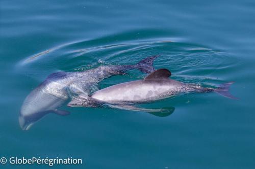 Nouvelle Zélande Sud - Dauphins d'Hector dans la baie d'Akaroa