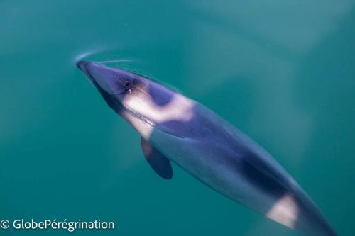 Nouvelle Zélande Sud - Dauphins d'Hector dans la baie d'Akaroa