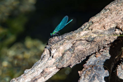 Occitanie-Navacelles, gorges de la Vis, libellule calopteryx vierge