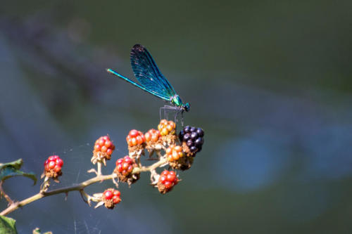 Occitanie-Navacelles, gorges de la Vis, libellule calopteryx vierge