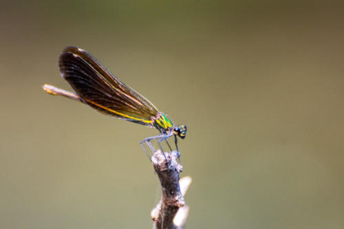 Occitanie-Navacelles, gorges de la Vis, libellule calopteryx vierge femelle