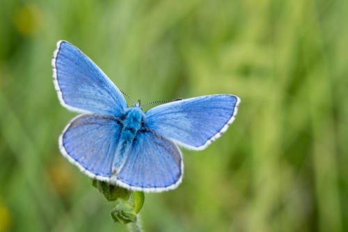 papillon Argus Bleu Céleste