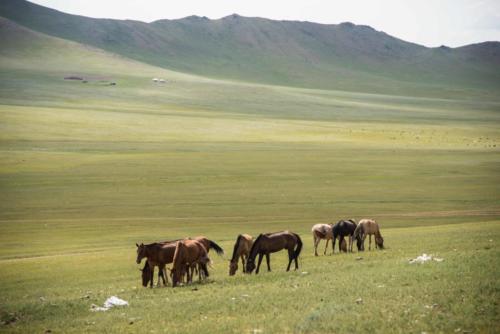 Chevaux paissant sur la steppe mongole