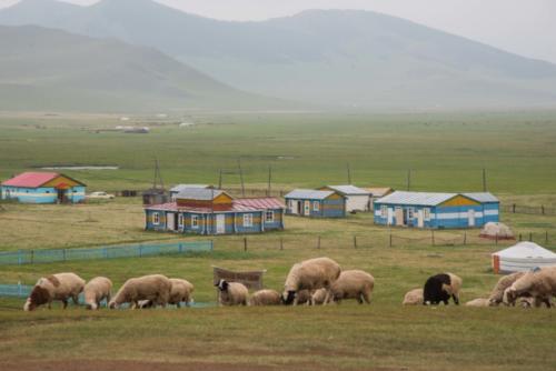 Mongolie - de Karakorum à l'Orkhon, village et moutons
