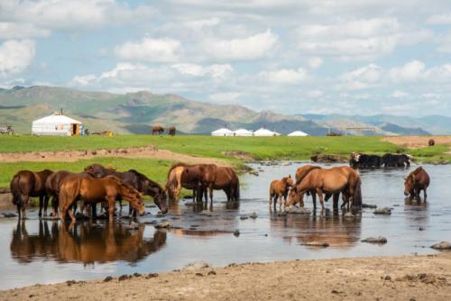 Mongolie - vallée de l'Orkhon, chevaux dans la rivière Orkhon