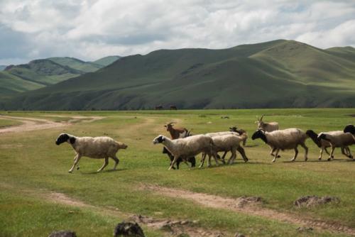 Mongolie-vallée Orkhon, les moutons