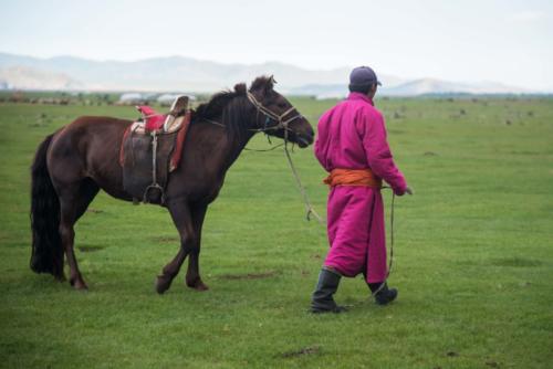 Mongolie-vallée Orkhon, cavalier et son cheval