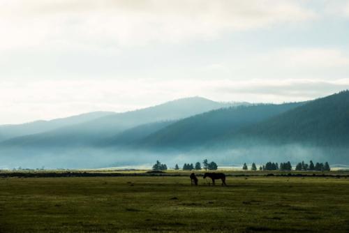 Mongolie - vallée de l'Orkhon. Brume du petit matin sur la steppe