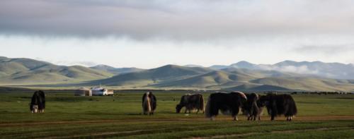 Mongolie-vallée Orkhon. Troupeau de yacks au petit jour