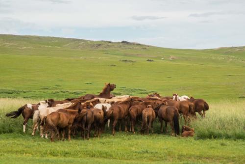 Mongolie - de l'Orkhon à l'Altaï, les chevaux se regroupent en cercle pour s'abriter du vent et du soleil