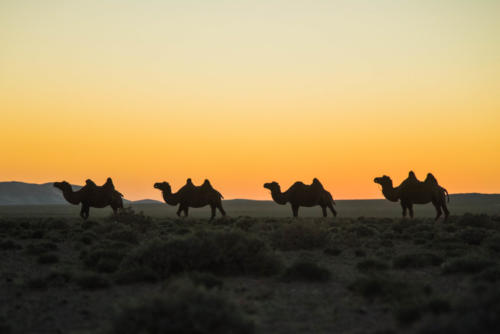 Mongolie - le Gobi, les chameaux au coucher du soleil