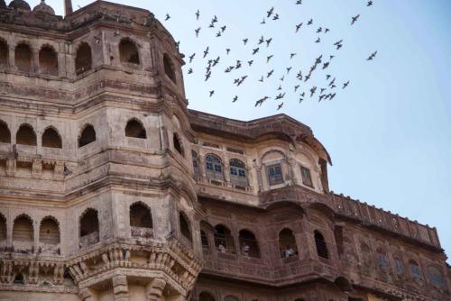 inde-rajasthan-jodhpur-city palace-oiseaux