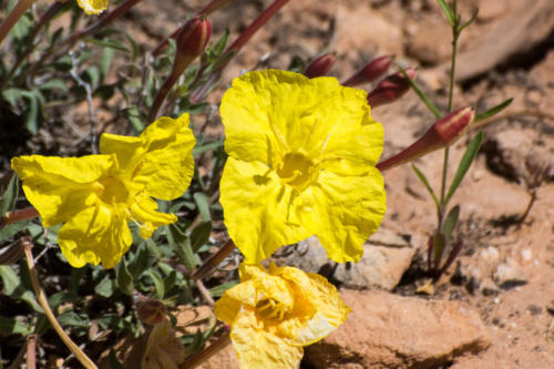 Canyonland- fleur d'onagre