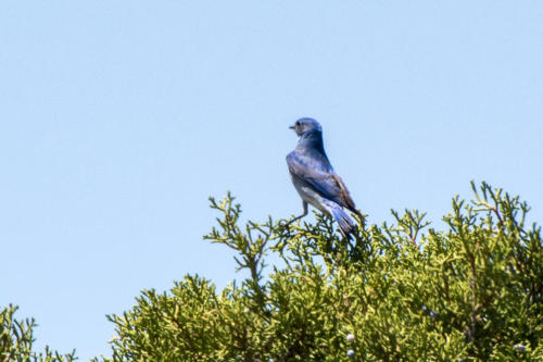 Canyonland -Merlebleu azuré - Sialia currucoides - Mountain Bluebird