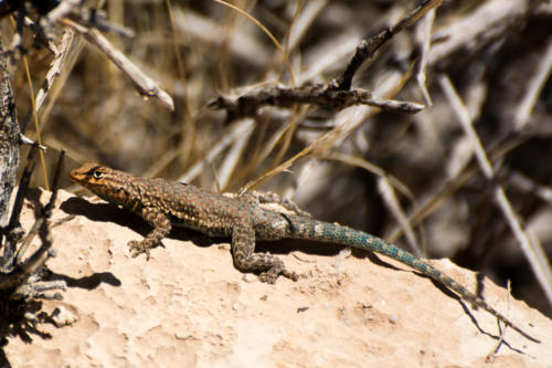 Lizard at Little Colorado Canyon - Lézard à flancs maculés - Uta stansburiana