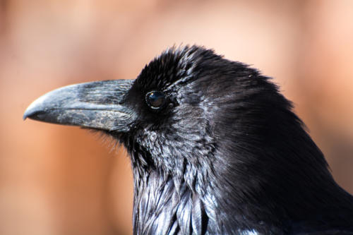 Grand corbeau à Bryce Canyon