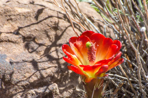 Canyonland - The Needles - Echinocereus coccineus - Scarlet Hedgehog Cactus., Mexican Claret Cup - Órgano-pequeño de Espinas Escarlatas