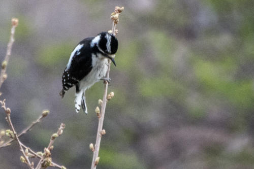 Pic mineur (Dryobates pubescens - Downy Woodpecker) Mesa Verde National Park