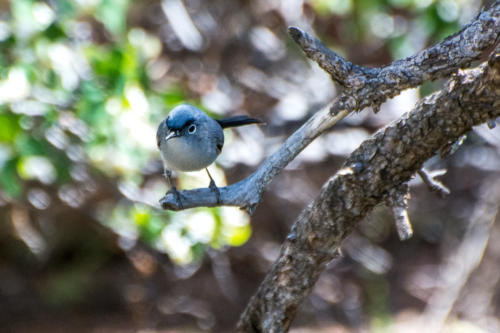 Chelly Canyon - Gobemoucheron gris-bleuPolioptila caerulea - Blue-grey Gnatcatcher