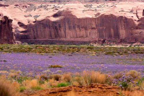 Monument Valley -Désert en fleurs