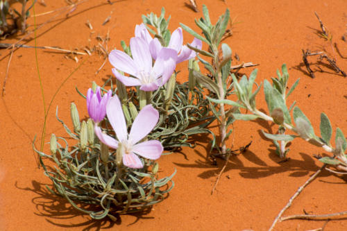 Monument Valley - désert en fleurs