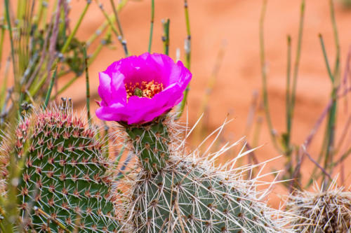 Cactus en fleur à Horseshoe Bend
