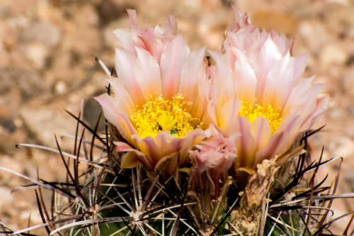 Death Valley - désert en fleurs - Cactée
