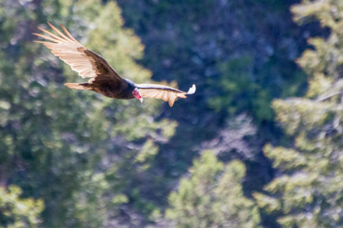 Grand Canyon - Urubu à tête rouge - Cathartes aura - Turkey Vulture