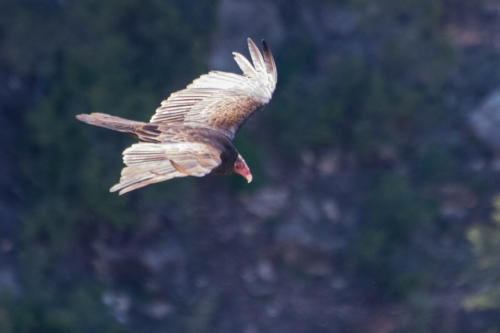 Grand Canyon - Urubu à tête rouge - Cathartes aura - Turkey Vulture