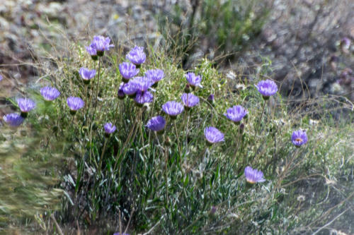 Death Valley - désert en fleurs, Xylorhiza tortifolia