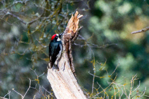 Mariposa - Pic glandivore - Melanerpes formicivorus - Acorn Woodpecker