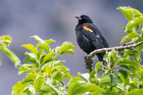 Yosemite Valley - Carouge à épaulettesAgelaius phoeniceus - Red-winged Blackbird
