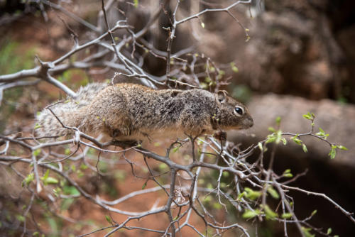 Ecureuil sur une branche à Zion National Park