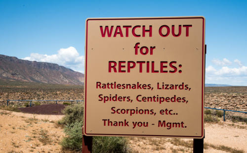 Grand Canyon - Attention, reptiles