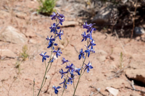 Grand Canyon - Delphinium barbeyi est une espèce de plante à fleurs de la famille des renoncules connue sous les noms communs de larkspur subalpine, de larkspur long et de larkspur de Barbey.