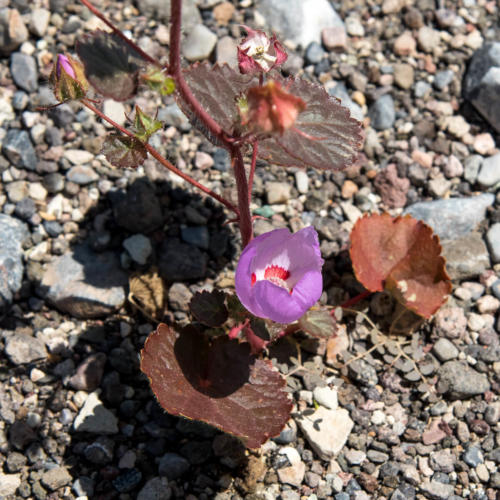 Death Valley - Eremalche rotundifolia