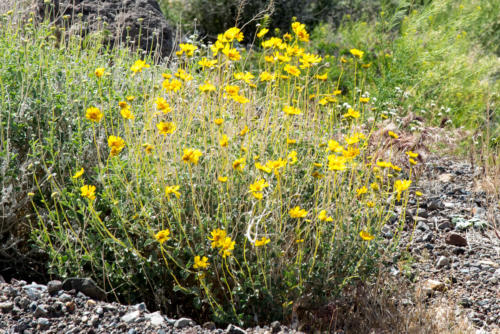 Death Valley - Le désert en fleurs - Encelia