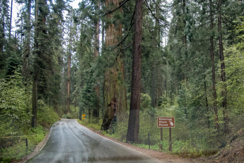Sequoia National Park - Entrée de la forêt des géants