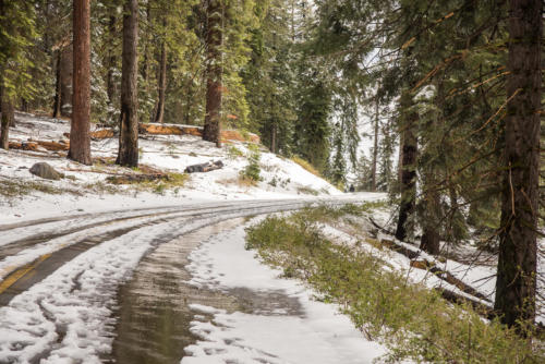 Le Sequoia National Park sous la neige
