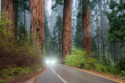 Brouillard sur Sequoia National Park