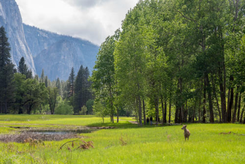 Yosemite Valley - Cerf mulet1, Cerf hémione ou Cerf à queue noire (Odocoileus hemionus) 