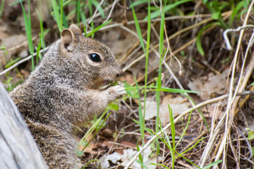 Zion National Park - écureuil des rochers (Otospermophilus variegatus)