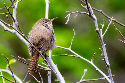 Oiseau à Zion National Park