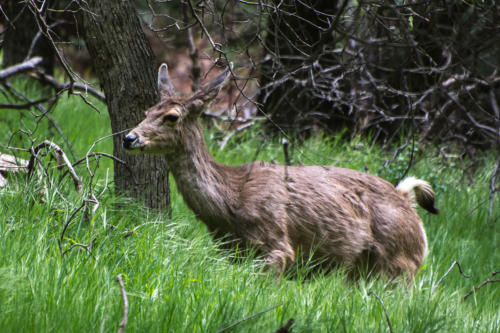 Zion National Park - Cerf mulet1, Cerf hémione ou Cerf à queue noire2 (Odocoileus hemionus)