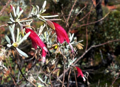 Australie - Centre rouge -fleurs 