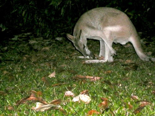 Australie - Kakadu - Kangouru