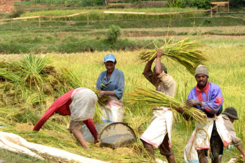 Madagascar - pays Merida, récolte du riz
