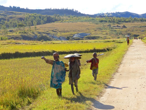 Madagascar - pays Zafimaniry, séchage des grains