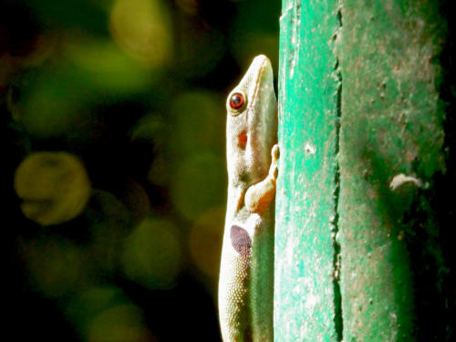 Madagascar - Parc national de Ronamafana, une des nombreuses espèces de lézard